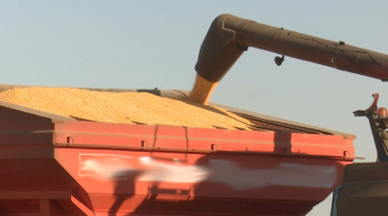 Produtividade de milho em MT cresce 4%; produo esperada de 45 milhes toneladas