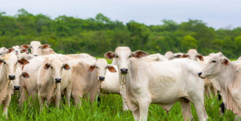 Cotao do boi e vaca gorda em Mato Grosso diminui