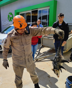 Corpo de Bombeiros resgata gamb dentro de cavalete de registro de gua