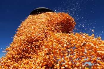 Colheita do milho avana 7% no Paran e ganha ritmo em junho, aponta Deral
