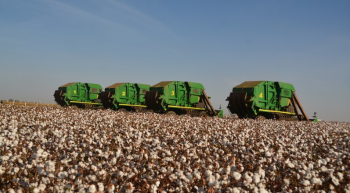 Comea colheita de algodo em Mato Grosso