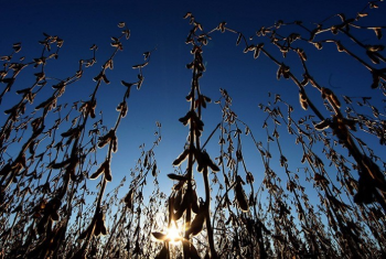 Expanso da rea de Soja no Brasil em 2024/25 Apesar de Margens Menores