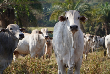 Preo do Boi Gordo Reage em Mato Grosso com Indcios de Estabilizao da Oferta