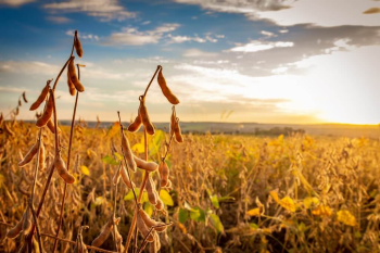 Tempo seco em Mato Grosso reduz ritmo de plantio da soja