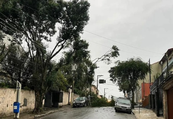 Chuva deixa um morto em desabamento, mais de 100 rvores cadas