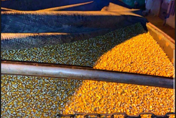 Produtores vendem mais milho para abrir espaço em armazéns em MT; preço cai 2,7%