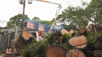 Com ventos de até 80 km/h, cerca de cem árvores caíram na capital paulista neste fim de semana