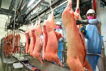 Exportaes de carne suna alcanam 30,1 mil toneladas nos primeiros dias de dezembro