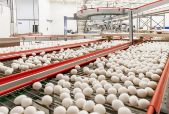 Exportaes de ovos crescem 99,9% em novembro