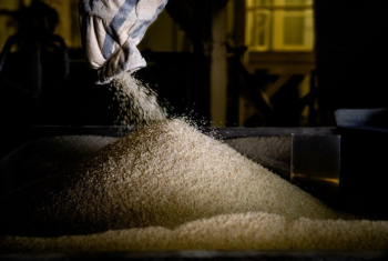 Mercado de arroz mantm ritmo calmo e recua com avano da colheita
