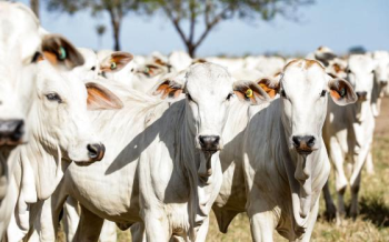 Araguaiana cria Selo de Inspeo Municipal para produtos de origem animal