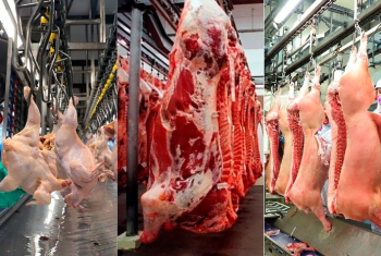 Brasil alcana recordes histricos no abate de bovinos, frangos e sunos em 2024