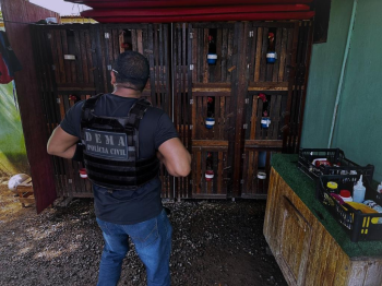 Polcia Civil resgata galos utilizados em rinhas e prende proprietrio das aves por maus-tratos