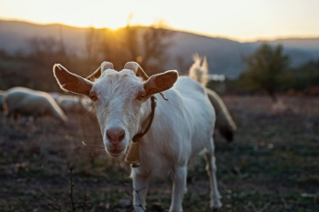 As cabras surpreendem com seu comportamento, inteligncia e habilidades nicas