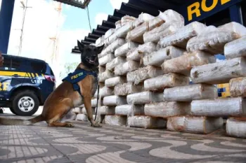 PRF descobre carga de coca�na escondida em caminh�es com milho