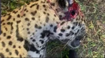 Pol�cia Civil cumpre pris�o de homem que matou on�a-pintada em Pocon�