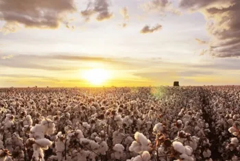 Mato Grosso produz 73,50% do algod�o brasileiro, segundo a Conab