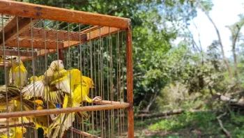 Soltura de p�ssaros feita pela Sema-MT - Foto por: Sema