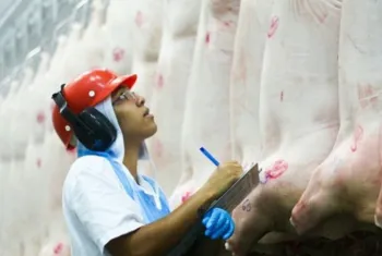 Faturamento da carne suina Exportada s�o maiores
