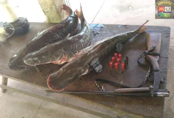 Batalho Ambiental da PM flagra pesca irregular e apreende peixes, arma e munies com suspeito