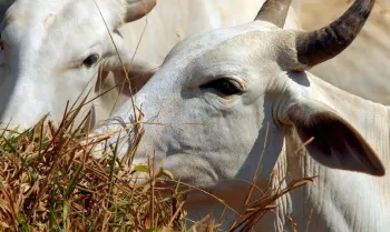 Brasil se torna livre de febre aftosa sem vacinao