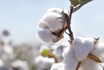 Algodo fecha abaixo de 70 centavos em Nova York