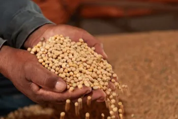 Expectativa para Soja Paraguaia em 2023/24  de 9,95 Milhes de Toneladas