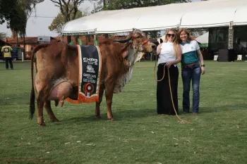 Vaca avaliada em mais de R$ 1 milho na Expo Rio Preto SICREDI  a Grande Campe da 24 Exposio Nacional do Gir Leiteiro Expogil 2024