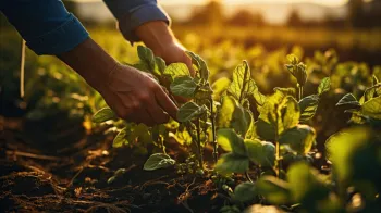 Proteo inteligente para lavouras e produtores rurais