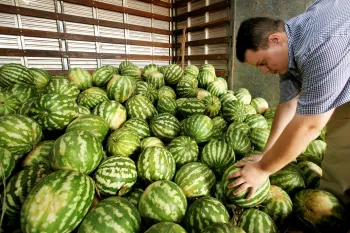 Melancia e Coco verde lideram custo-benefcio na venda por atacado, revela boletim do ProHort