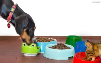 422� novo mercado: Jap�o vai comprar 'pet food' produzida no Brasil