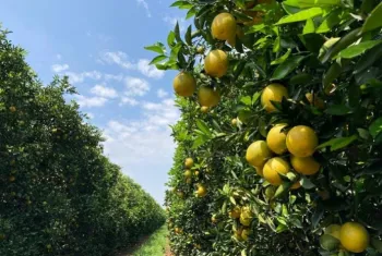 Produ��o de laranjas cai 21,8% em 2024/25, mas estoques de suco crescem, aponta Fundecitrus