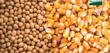 USDA deve reduzir exporta��es 25/26 de soja dos EUA e alterar produtividade.