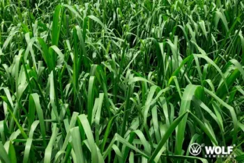 Tarifa dos EUA impulsiona moderniza��o das pastagens e efici�ncia na pecu�ria brasileira