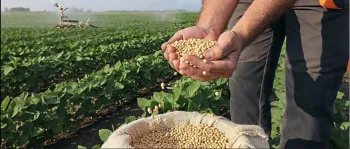 Adiantado, plantio de soja em Mato Grosso supera 60% da rea projetada, diz Imea