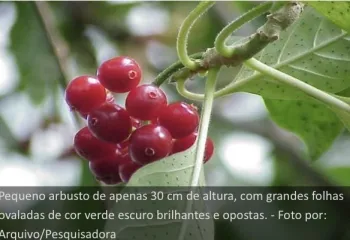 Pesquisadores estudam a eficcia de planta amaznica com potencial para novos anticoagulantes