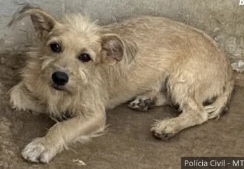 Pol�cia Civil prende cabeleireiro por maus-tratos a animais em Vila Rica