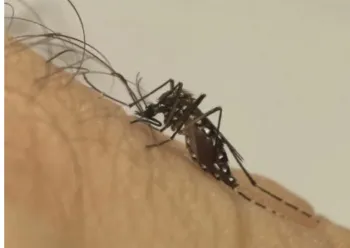 Casos de dengue disparam em Lucas do Rio Verde com baixa procura por vacina