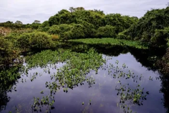 Sema participa de seminrio nacional com palestras sobre o Pantanal