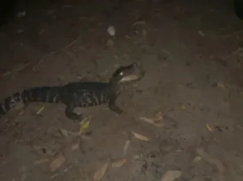 Batalh�o Ambiental da Pol�cia Militar resgata jacar� preso em rede de pesca