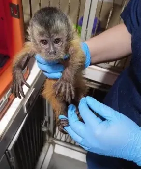 Sema encaminha filhote de macaco-prego resgatado em Alta Floresta para atendimento em cl�nica veterin�ria