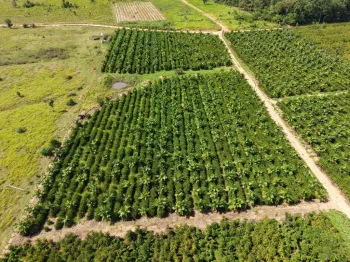 Expedi��o Rota do Caf� leva pesquisa e orienta��o t�cnica a produtores da capital do caf� em MT
