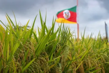 Alta do diesel e fretes pressiona cadeia do arroz e eleva custos log�sticos