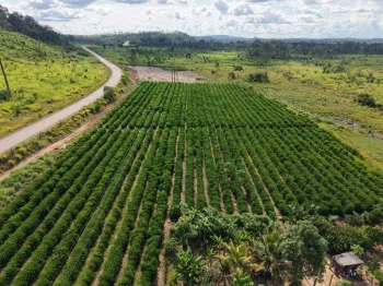 Rota do Caf� chega a Cotrigua�u e Ju�na com informa��es sobre o plantio para o crescimento da produ��o