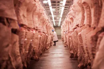 Mato Grosso lidera abate de bovinos e exporta��es de carne no Brasil