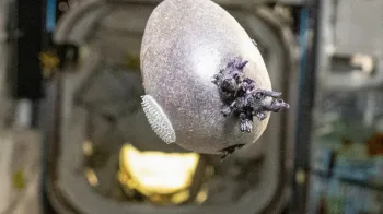 Astronauta mostra �batata alien�gena� no espa�o e viraliza