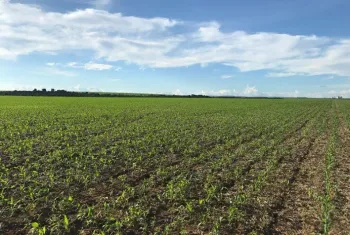 Atraso no plantio da safrinha eleva risco clim�tico e impulsiona rea��o nos pre�os do milho