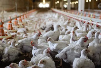 Mercado de frango vivo mostra estabilidade e atacado segue em alta no Brasil