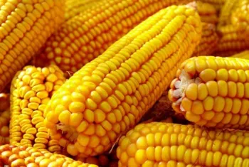 Pre�os do milho recuam no Brasil com avan�o da colheita e maior oferta no mercado