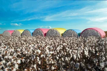 Safra de algod�o 2025/26 do Brasil deve atingir 3,86 milh�es de toneladas, aponta StoneX